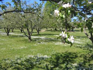 Die Obstwiese Holper Heide in Herne.